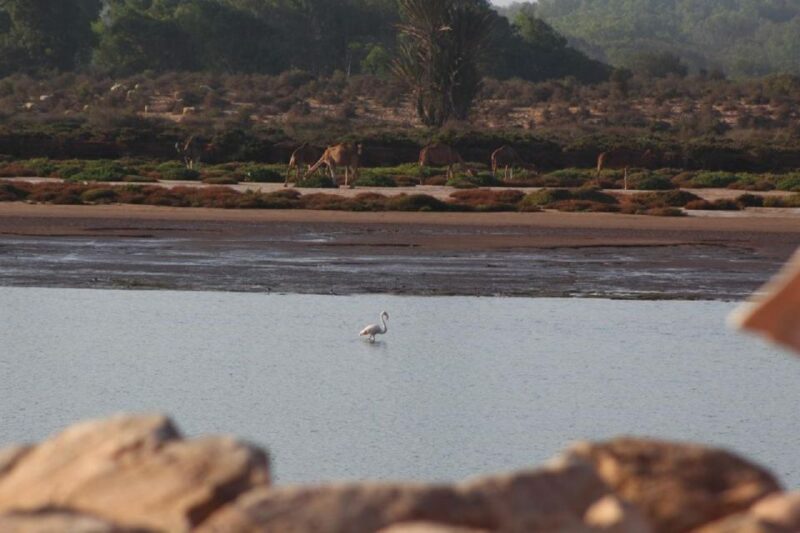 Agadir: Sahara Desert & Tiznit Medina Privet Tour & Lunch - Tiznit Medina Visit