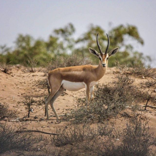 Agadir: Souss National Park Wildlife Half-Day Tour - Itinerary Details