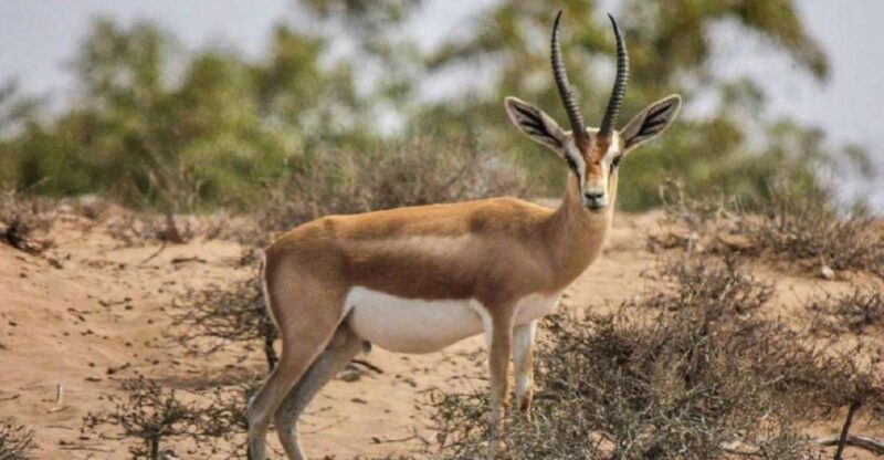 Agadir: Souss National Park Wildlife Half-Day Tour - Endangered Species Showcase