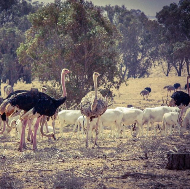 Agadir: Souss National Park Wildlife Half-Day Tour - Wildlife Viewing Opportunities