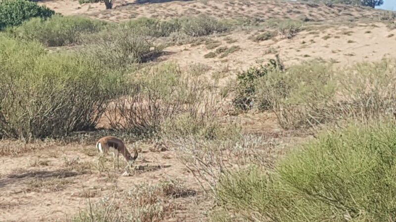 Agadir: Souss National Park Wildlife Half-Day Tour - Park Features and Highlights