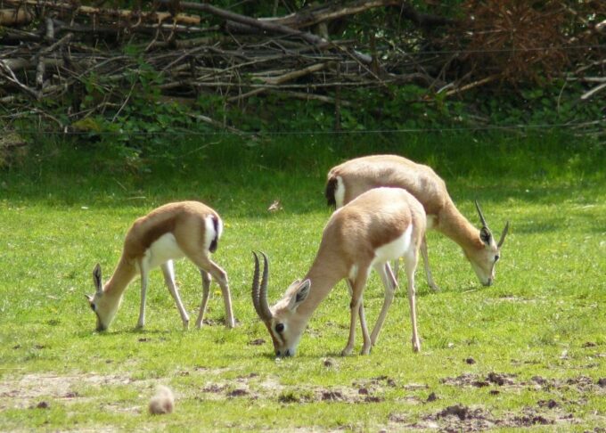 Agadir: Souss National Park Wildlife Half-Day Tour - Transportation and Accessibility