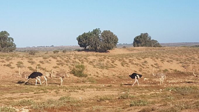Agadir: Souss National Park Wildlife Half-Day Tour - What to Bring and Prepare
