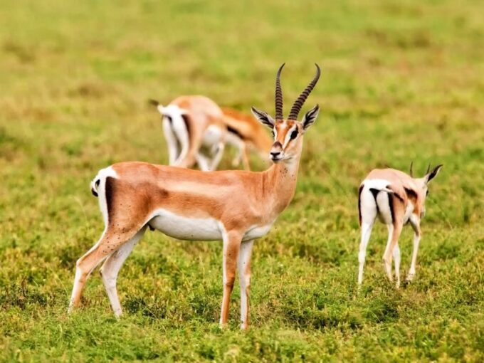 Agadir: Souss National Park Wildlife Half-Day Tour - Customer Feedback and Ratings