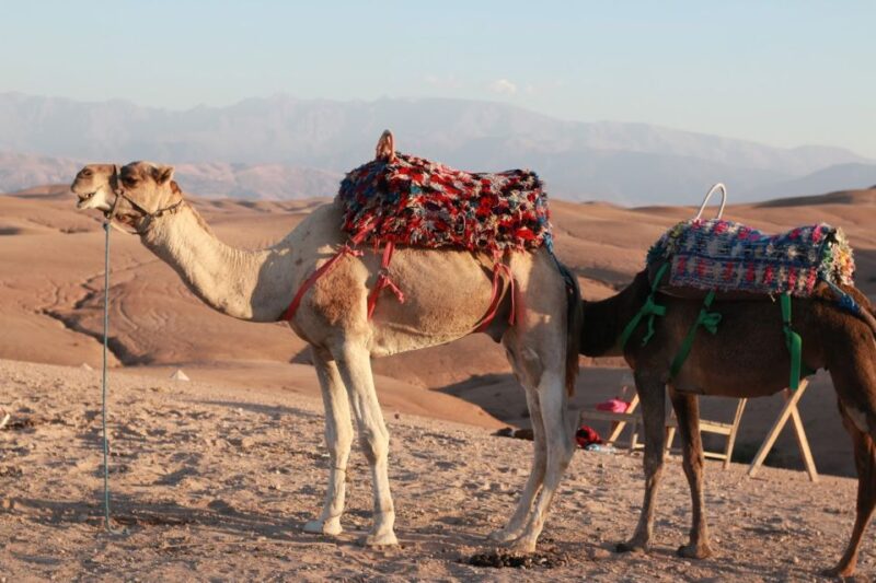 Agadir: Sunset Camel Ride With Dinner - Scenic Views