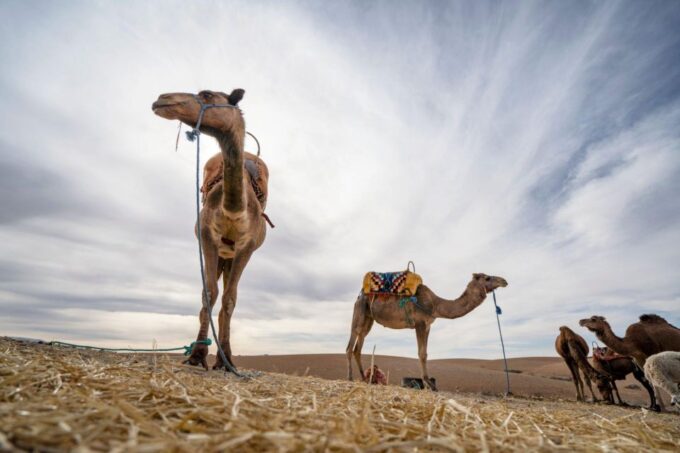 Agadir: Sunset Camel Ride With Dinner - Visit Ancient Royal Palace