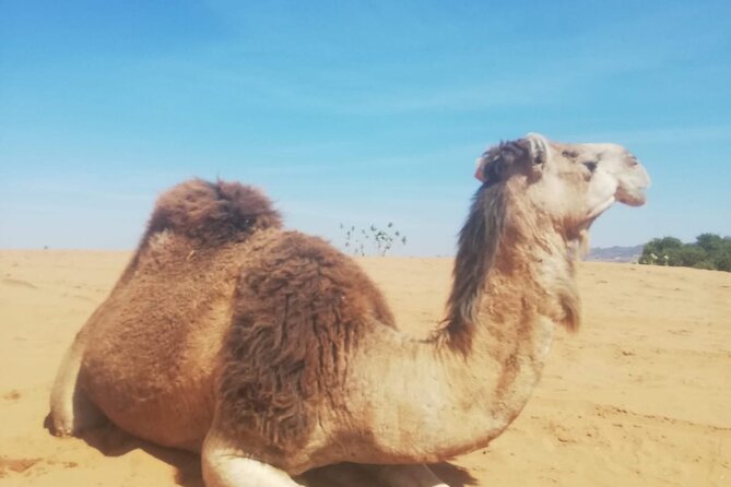 Agadir Sunset on Camel Ride With Barbecue - Recap