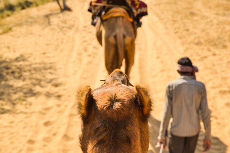 Agadir/Taghazout: Camel Riding and Flamingo River Tour - Customer Feedback and Ratings