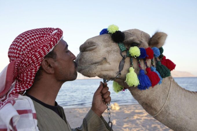 Agadir/Taghazout: Camel Riding and Flamingo River Tour - Frequently Asked Questions