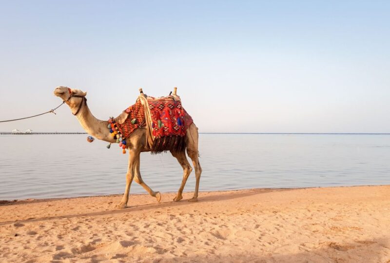 Agadir/Taghazout/Port: Camel Ride Tea & BBQ Option - Participant Age Requirements