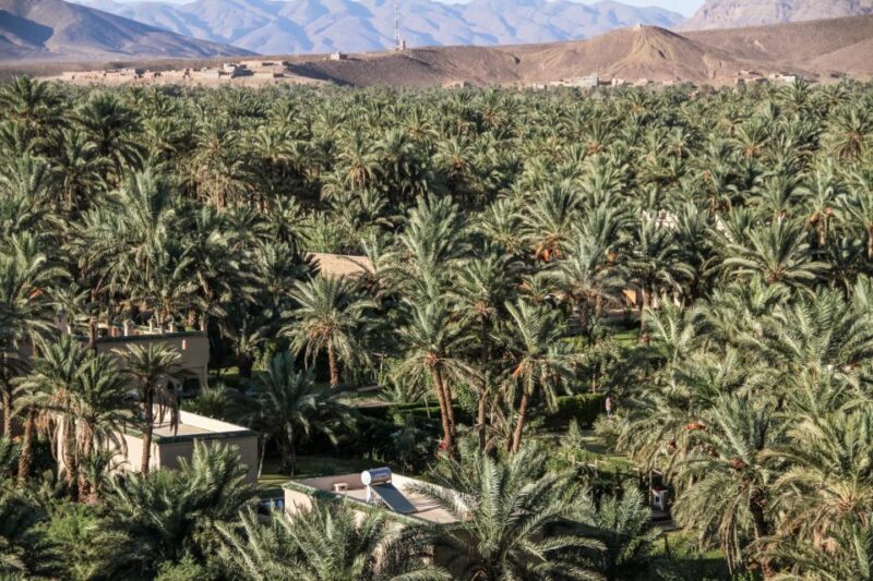 Agadir | Taghazout : Taroudant Guided Trip Including Lunch - Experience Highlights