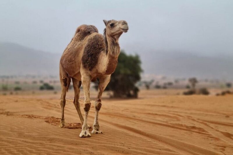 Agadir: Visit National Park & Sahara Desert Including Lunch - Key Points