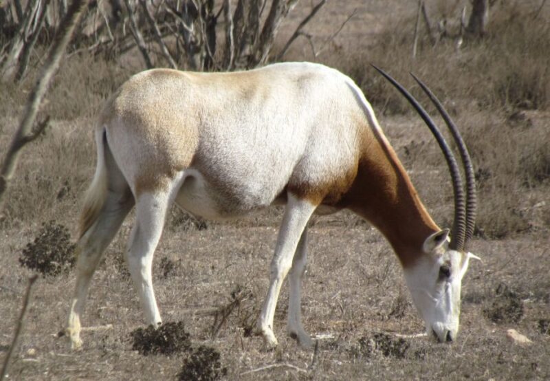 Agadir: Visit National Park & Sahara Desert Including Lunch - Souss Massa National Park