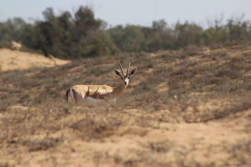 Agadir: Visit National Park & Sahara Desert Including Lunch - Arbaa Rasmouka