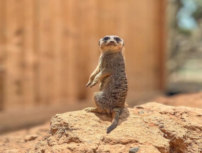 Agadir: Visit Villate Limoune Ticket & Hotel Pickup Included - Language and Availability