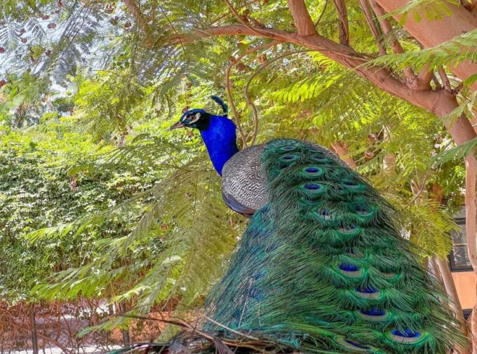 Agadir: Visit Villate Limoune Ticket & Hotel Pickup Included - Cancellation Policy