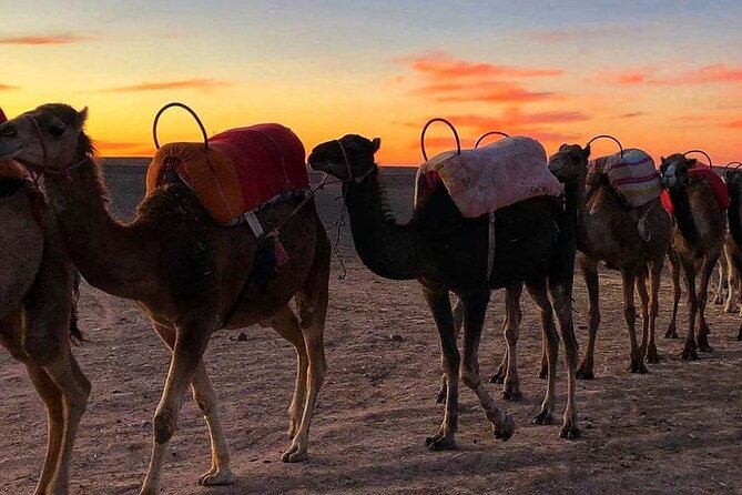 Agafay Desert-And Atlas Mountains & Camel-Trek-Day Trip From Marrakech - Recap