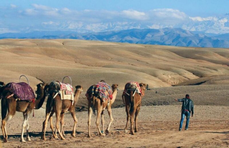Agafay Desert: Quad Bike or Camel Ride and Dinner Show - Dinner and Cultural Immersion