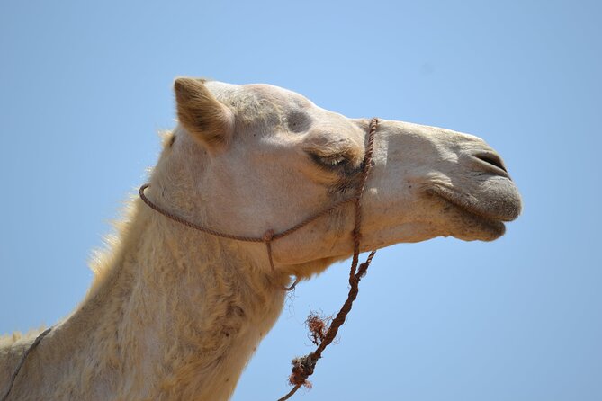 Agafay Desert :Quad or Camel With Lunch and Pool or Dinner & Show - Inclusions and Pickup Details