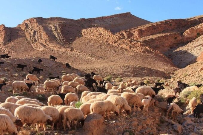 Agafay Experience : Dinner With Sun Set Camel or Quad Ride - Ratings and Reviews