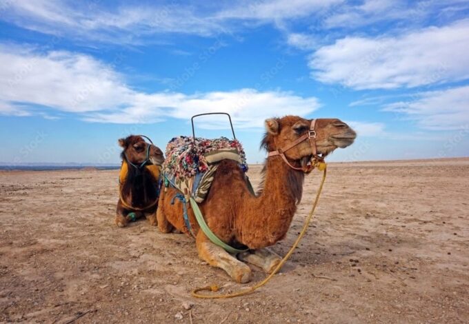 Agafay Guided Camel Riding and Dinner Under Stars - Frequently Asked Questions