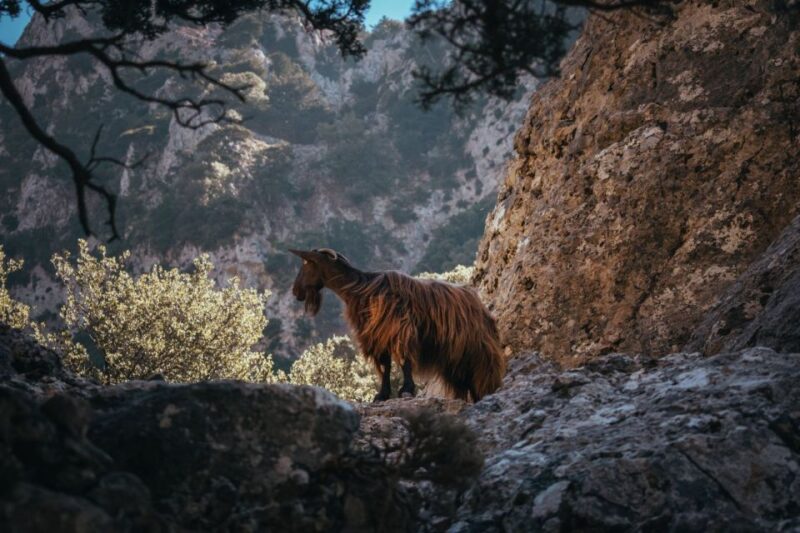 Agia Galini/Matala: Imbros Gorge & Frangokastelo Day Tour - Beach Visit