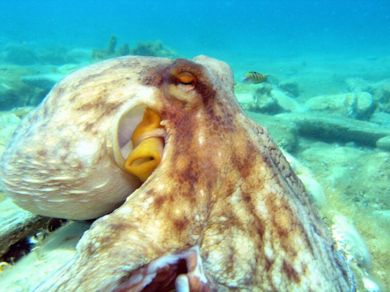 Agia Pelagia: Introduction to Scuba Diving (2 Dives) - Exploring the Marine Wonders