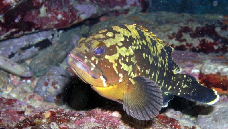 Agia Pelagia: Introduction to Scuba Diving Experience - Itinerary and Duration