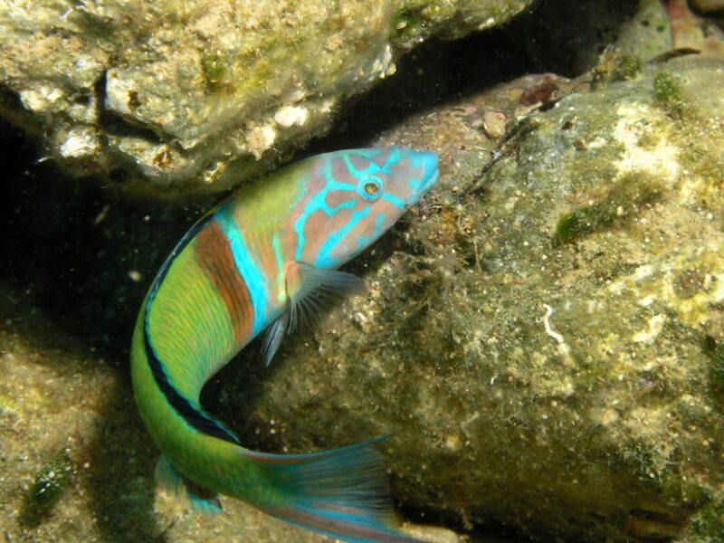 Agia Pelagia: Introduction to Scuba Diving Experience - Included and Excluded Activities