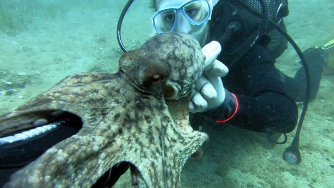 Agia Pelagia: PADI Open Water Diver International Course - Open Water Diving Experiences
