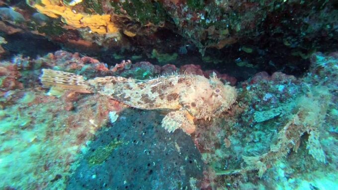 Agia Pelagia: PADI Open Water Diver International Course - Inclusions and Exclusions