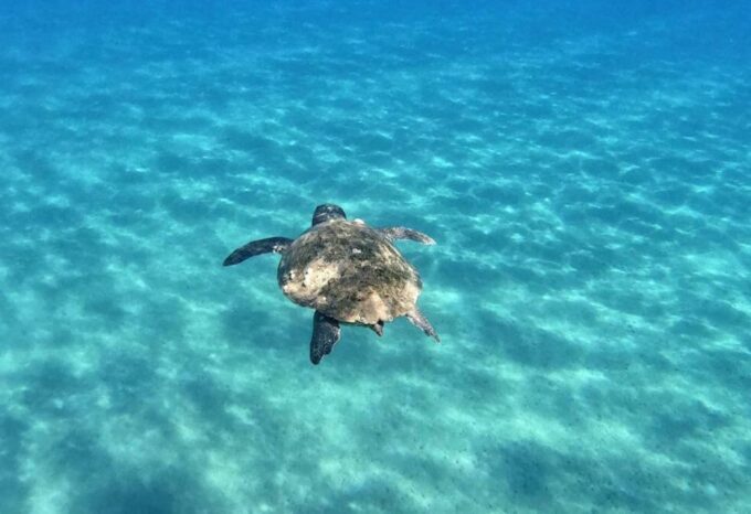 Agios Sostis: Marathonissi, Keri Caves, and Turtle Spotting - Spotting Loggerhead Turtles
