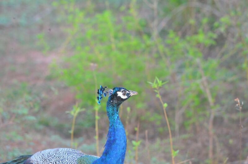 AGN Yala Safari - Leopard Tours - Booking Information