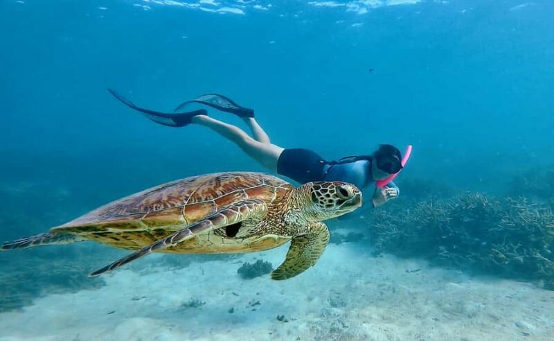 Agnes/1770: Southern Great Barrier Reef Snorkelling Day Trip - An Overview of the Tour Experience