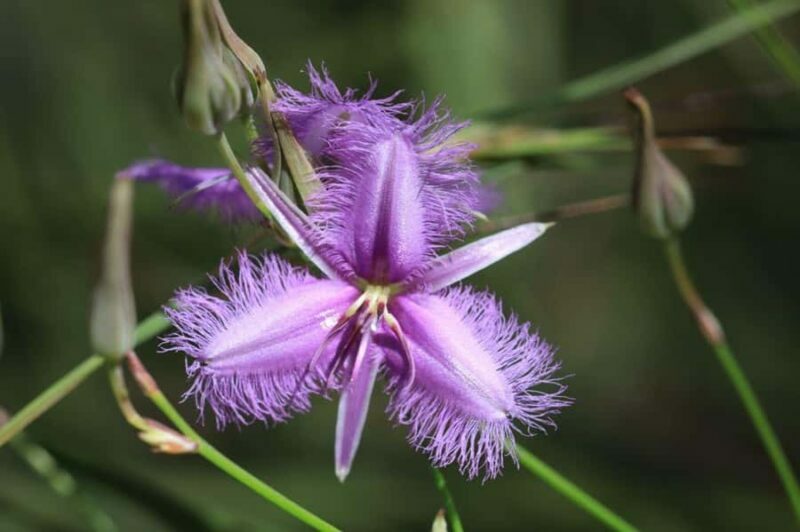 Agnes Water: BushTracks Eco Tour with local guide - An Authentic Taste of Agnes Water’s Natural Heritage