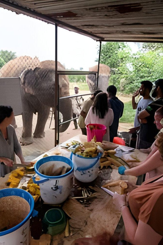 Agra: Taj Mahal, Agra & Elephant SOS Full or Half Day Tour - Transportation and Language