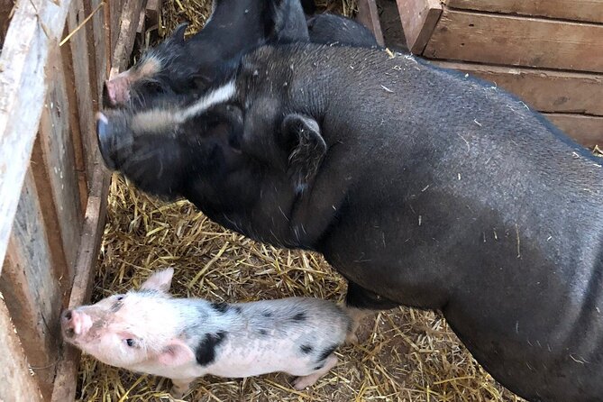 Agriaperitivo in a 3-Hour Farm Activities in Ugento - Exploring the Farm