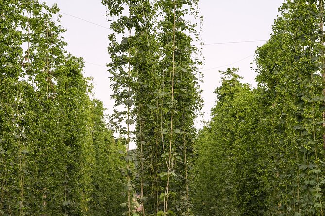 Agricultural Brewery Tour in the Roman Countryside - Highlights of the Experience