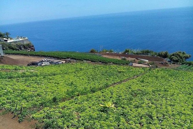 Agriculture Green Tour - Rum Distillery and Cake Tasting