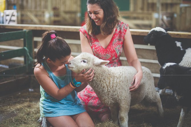 Agrodome Farm Experience Including Farm Show and Farm Tour - Rotorua - Live Sheep Shearing Demonstration