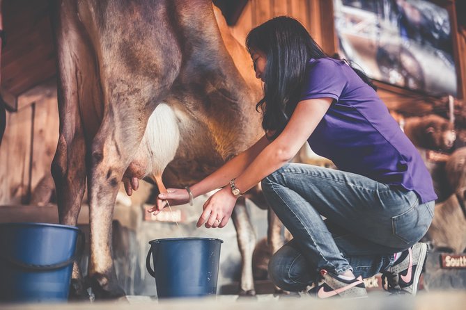 Agrodome Farm Experience Including Farm Show and Farm Tour - Rotorua - Hands-On Animal Feeding Experiences
