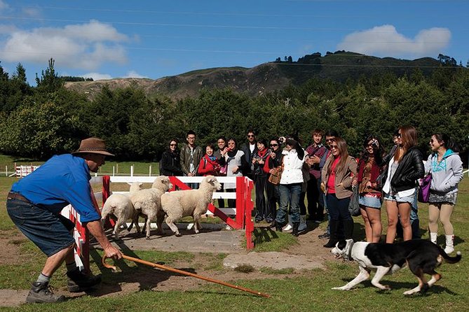 Agrodome Farm Experience Including Farm Show and Farm Tour - Rotorua - Agrodomes Positive Guest Reviews