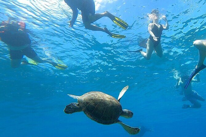Aguadilla Tropical Snorkeling - Key Points