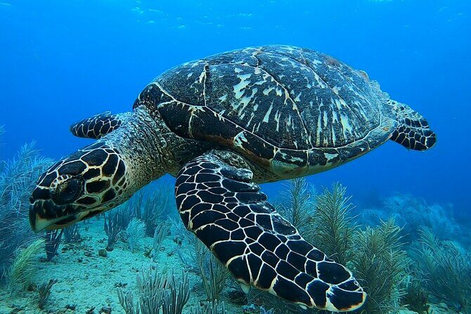 Aguadilla Tropical Snorkeling - The Sum Up
