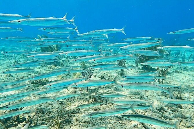 Aguadilla Tropical Snorkeling - Frequently Asked Questions