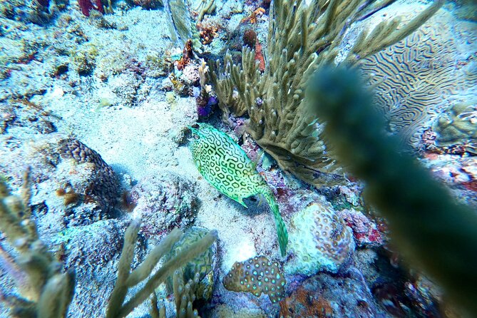 Aguadilla Tropical Snorkeling - Overview of the Excursion