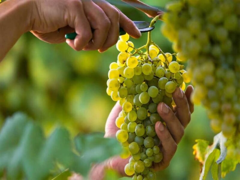Aguascalientes: Blind Tasting at Hacienda De Letras Vineyard - Exploring the Historical Venue
