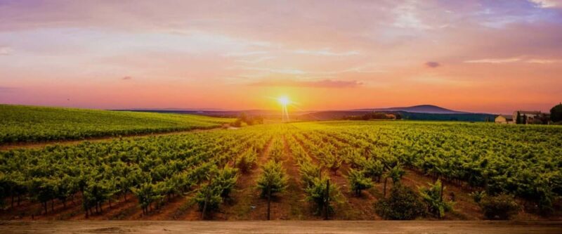 Aguascalientes: Blind Tasting at Hacienda De Letras Vineyard - Touring the Production Plant