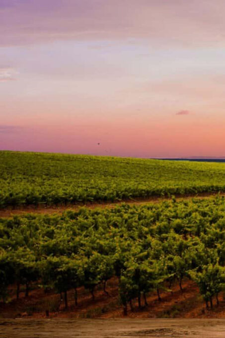 Aguascalientes: Blind Tasting at Hacienda De Letras Vineyard - Frequently Asked Questions