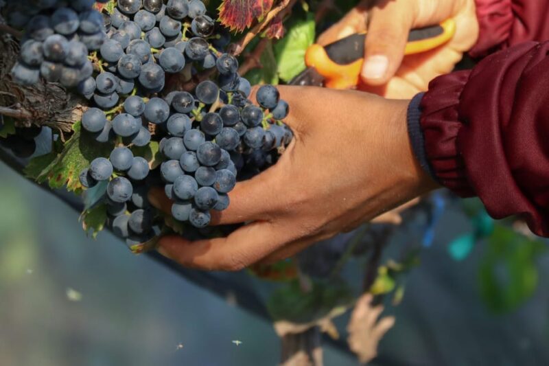 Aguascalientes: Explore Two of the Best Vineyards - Convenient Transportation and Amenities
